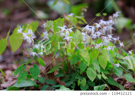 Epimedium grandiflorum, a spring flower that blooms like an anchor Epimedium grandiflorum, a spring flower that blooms like an anchor 119412121