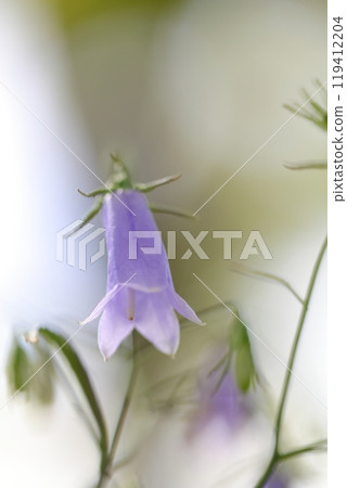 Flower of Iwashagin Flower of Iwashagin 119412204