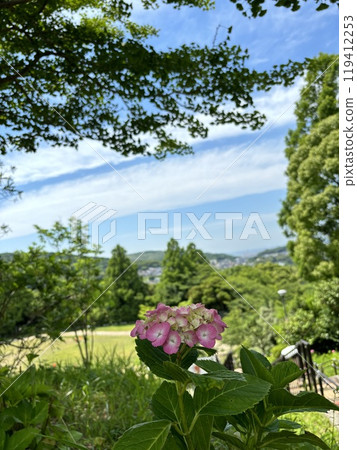 Hydrangea and sky 119412253