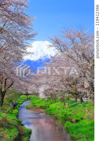 [Yamanashi Prefecture] Mount Fuji and cherry blossoms in full bloom in Oshino Village 119412366