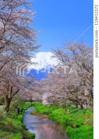 [Yamanashi Prefecture] Mount Fuji and cherry blossoms in full bloom in Oshino Village 119412372