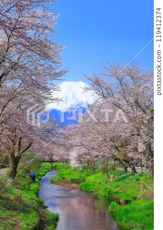 [Yamanashi Prefecture] Mount Fuji and cherry blossoms in full bloom in Oshino Village 119412374