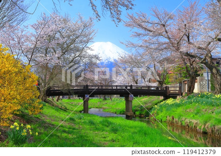 [Yamanashi Prefecture] Mount Fuji and cherry blossoms in full bloom in Oshino Village 119412379