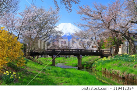 [Yamanashi Prefecture] Mount Fuji and cherry blossoms in full bloom in Oshino Village 119412384