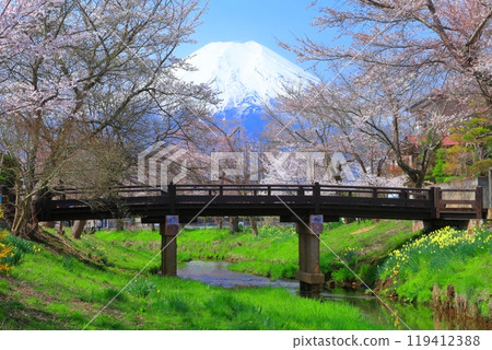 [Yamanashi Prefecture] Mount Fuji and cherry blossoms in full bloom in Oshino Village 119412388