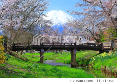 [Yamanashi Prefecture] Mount Fuji and cherry blossoms in full bloom in Oshino Village 119412390