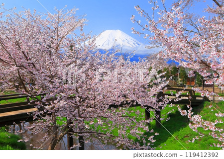 [Yamanashi Prefecture] Mount Fuji and cherry blossoms in full bloom in Oshino Village 119412392
