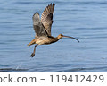 Common curlew in flight Common curlew in flight 119412429