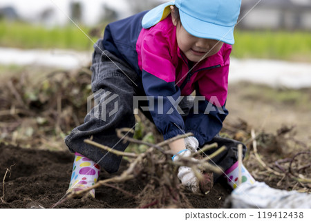收紅薯的女孩 119412438
