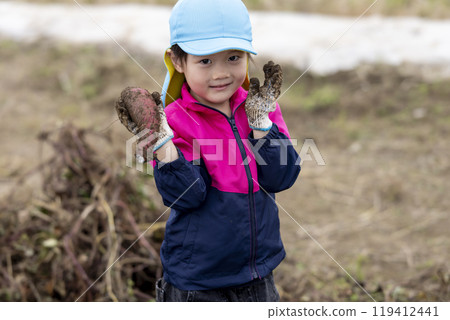 Girl harvesting sweet potatoes 119412441