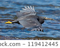 black heron flight black heron flight 119412445