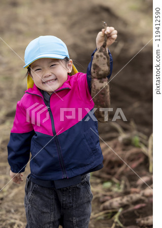 Girl harvesting sweet potatoes 119412590