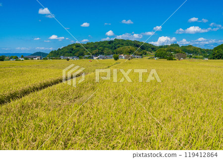 奈良縣橛原市，閣山在藍天的映襯下，碩果累累的秋天 119412864