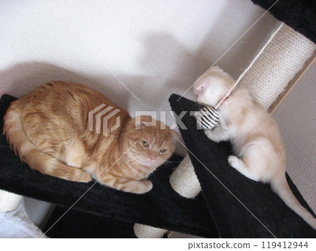 Two cats Two cats 119412944