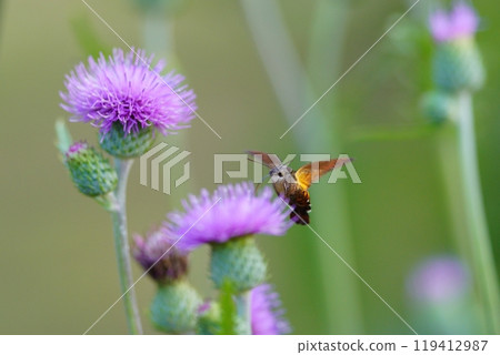 A hawk moth (probably a spotted hawk moth) sucking nectar from a flower 119412987