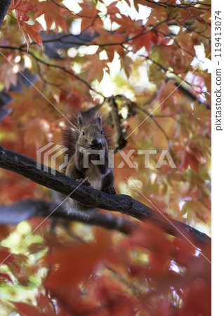 Ezoris eating on a tree 119413074