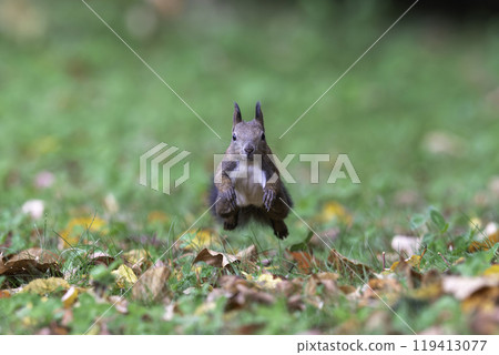 A Hokkaido squirrel running through fallen leaves A Hokkaido squirrel running through fallen leaves 119413077