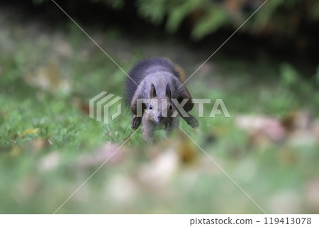 A Hokkaido squirrel running through fallen leaves A Hokkaido squirrel running through fallen leaves 119413078
