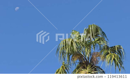Palm tree top with clear blue sky and moon in background 119413611