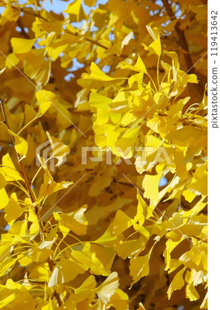 黃色的銀杏葉在秋日的陽光下閃閃發光 119413642