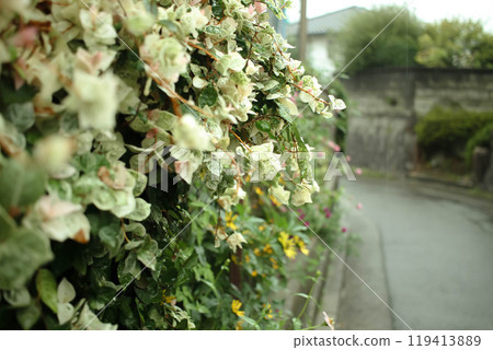 Flowers Flowers 119413889