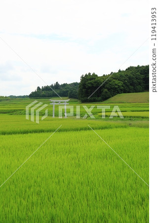 夏季稻田(福島縣) 夏季稻田(福島縣) 119413953