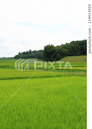 夏季稻田(福島縣) 夏季稻田(福島縣) 119413954