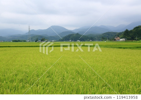 夏季稻田（福島縣） 119413958