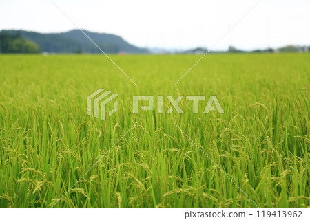 Summer rice fields (Fukushima Prefecture) 119413962