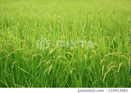 夏季稻田(福島縣) 夏季稻田(福島縣) 119413963