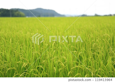 Summer rice fields (Fukushima Prefecture) 119413964