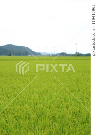 Summer rice fields (Fukushima Prefecture) 119413965