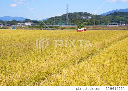 藍天白雲下，人們在廣闊的稻田裡收割稻穗 [10 月] 119414231