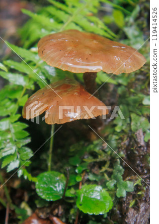 由於大雨，水流增大，奧入瀨峽雲井瀑布看起來很壯觀 119414526