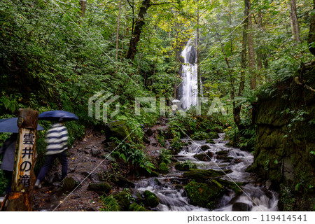 Heavy rains have increased the water flow at Kumoi Falls in the Oirase Gorge, creating a spectacular sight 119414541