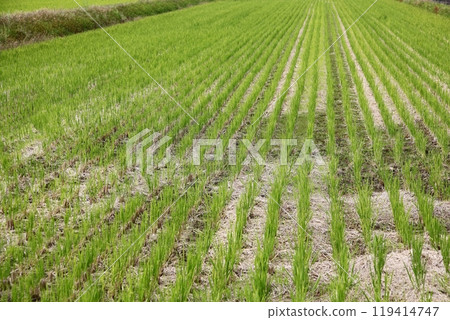 A rice field in autumn that looks like it has been planted due to the rice stalks being swarmed with swarm flies. 119414747
