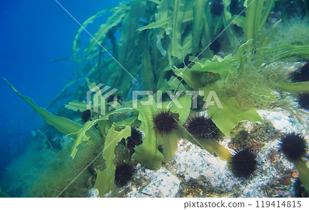 海帶與海膽 1 海帶與海膽 1 119414815