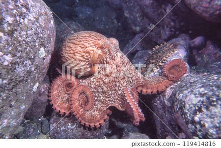 北太平洋巨型章魚 北太平洋巨型章魚 119414816