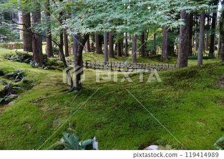 Moss-covered village Moss-covered village 119414989