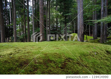 Moss-covered village Moss-covered village 119414990