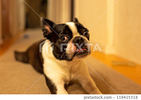 Boston Terrier 119415318