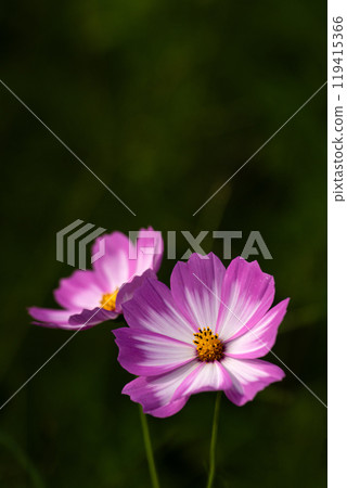Cosmos petals close-up material 119415366