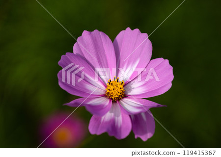 Cosmos petals close-up material 119415367