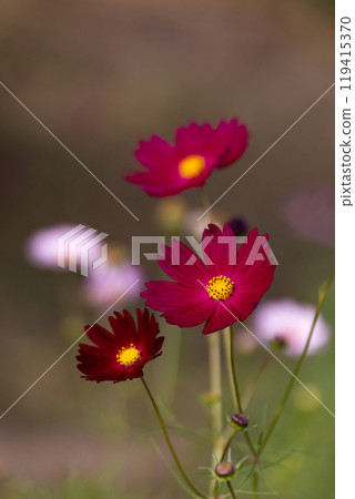 波斯菊花瓣特寫素材 119415370