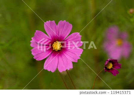 波斯菊花瓣特寫素材 119415371