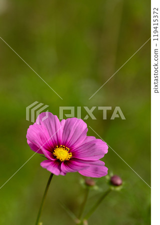 波斯菊花瓣特寫素材 119415372