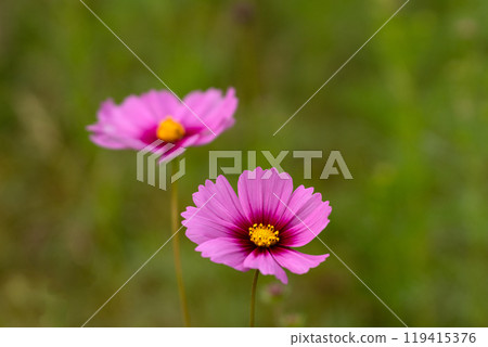 Cosmos petals close-up material 119415376