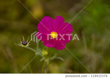 Cosmos petals close-up material Cosmos petals close-up material 119415378