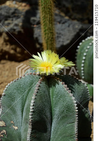 Yellow cactus flower Yellow cactus flower 119415710