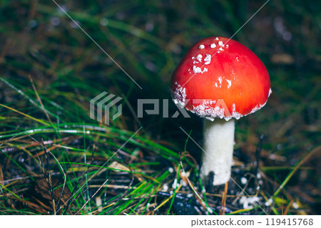 Young Amanita Muscaria, Known as the Fly Agaric or Fly Amanita Young Amanita Muscaria, Known as the Fly Agaric or Fly Amanita 119415768